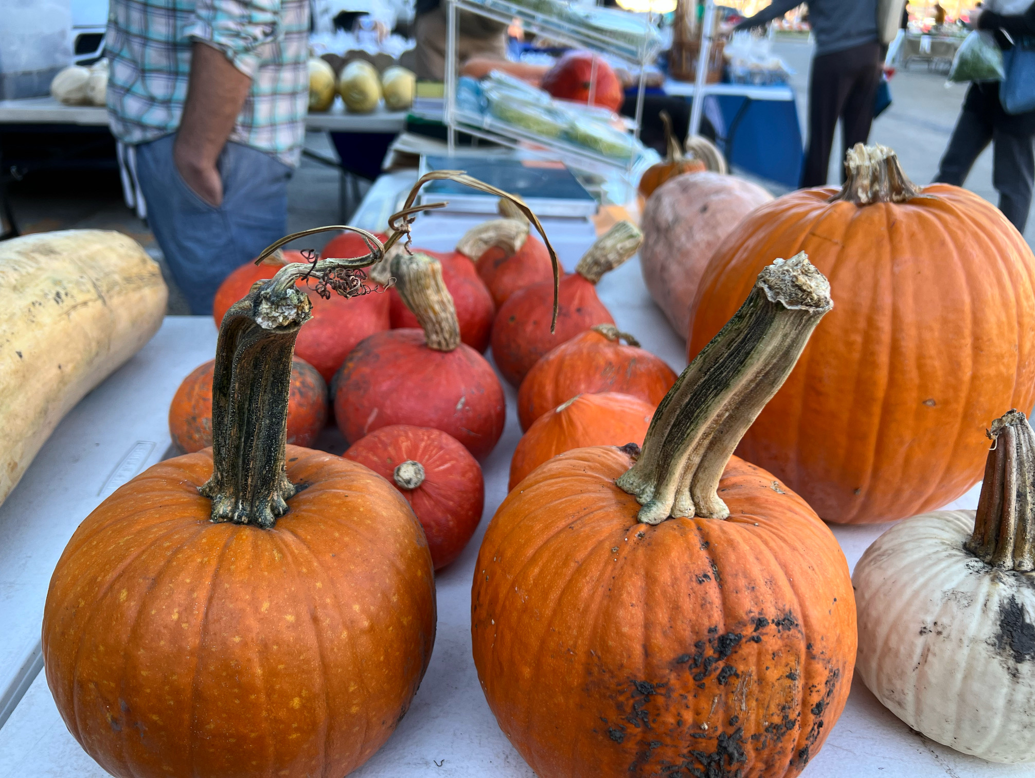 Diamond's Homestead has pumpkins for sale at the market. Photo by Alyssa Buckley.