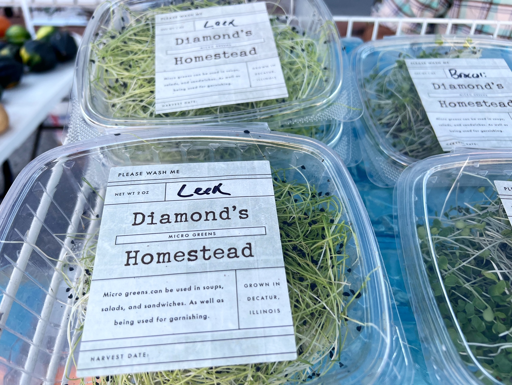 A close up image of leek microgreens in composible packaging. Photo by Alyssa Buckley.