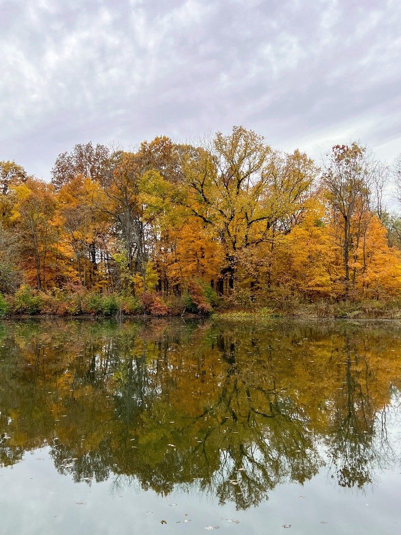 A line of trees with orange and yellow leaves along a lake. The trees are reflected in the lake. The clouds are gray. Photo from Homer Lake Interpretive Center Facebook page. 