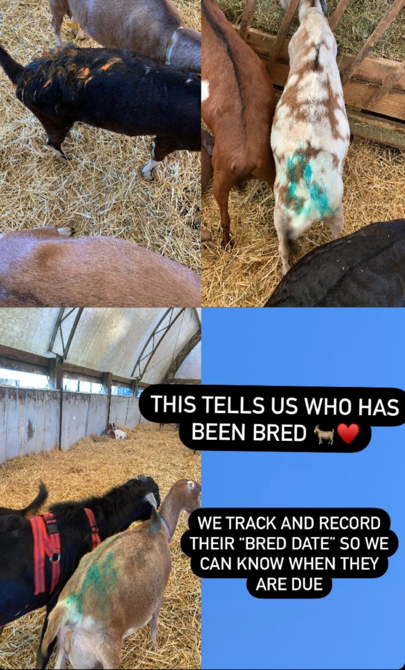 A screenshot of an Instagram story video. Three photos are in a grid, with one blue square. The photos picture goats of various colors in barn, with different colored crayon marking on their backs indicated that they have been bred. Text on the image describes what is happening. Photo from the Prairie Fruits Farm Instagram page. 