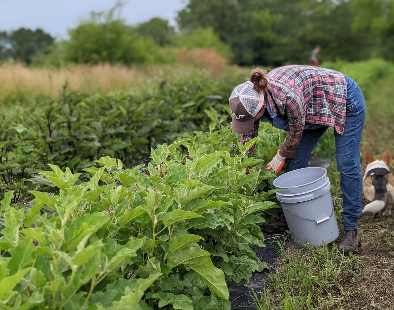 Farmer Molly Oberg harvests on her farm. Photo by Meyer Produce.
