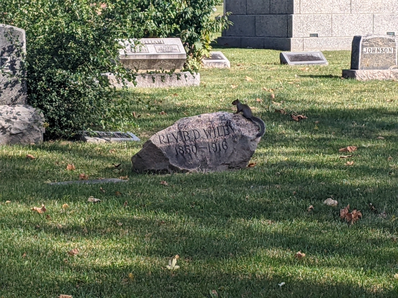 A boulder-shaped headstone is in the center of a grassy area, and a squirrel is perched on top of it. Photo by Tom Ackerman.