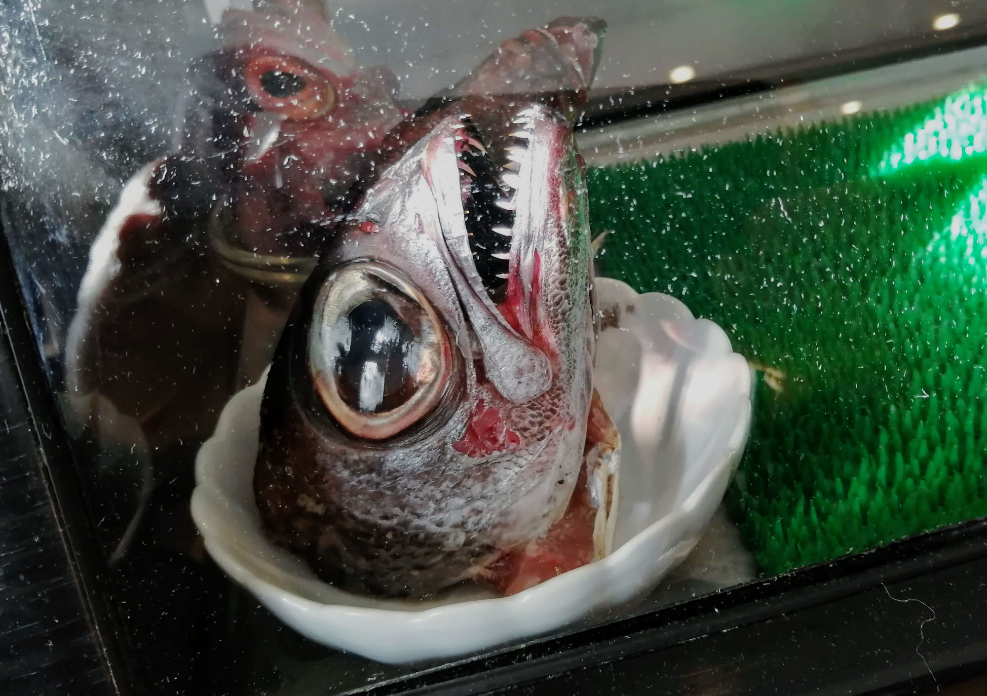  A sushi display case showing the scary head of a dead fish with large eyes and large teeth. Photo by Paul Young.