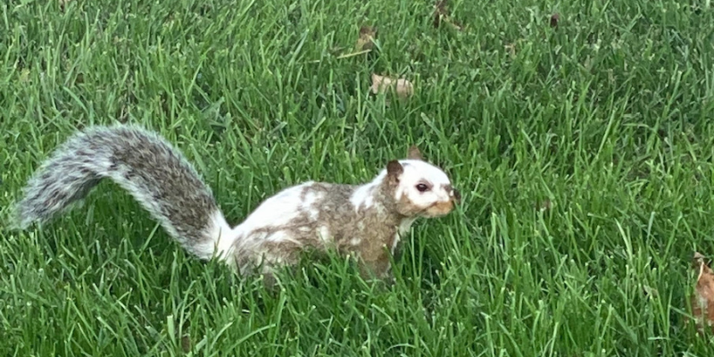 A squirrel with gray and white markings is in the middle of a grassy field. Photo from UIUC Reddit.