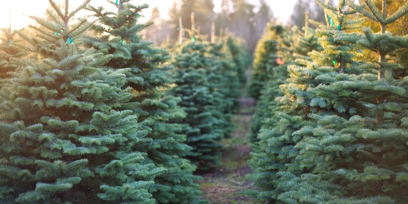 Two rows of evergreen trees.