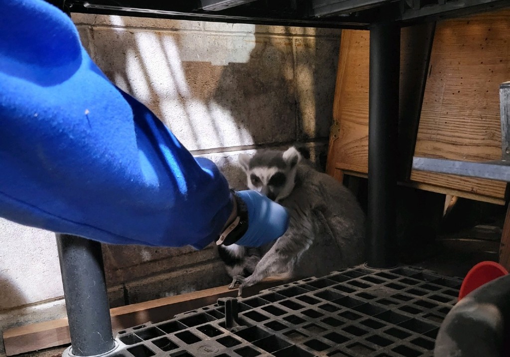A small animal is huddled in a corner, while a person's arm in a blue sweatshirt and blue glove is reaching out.