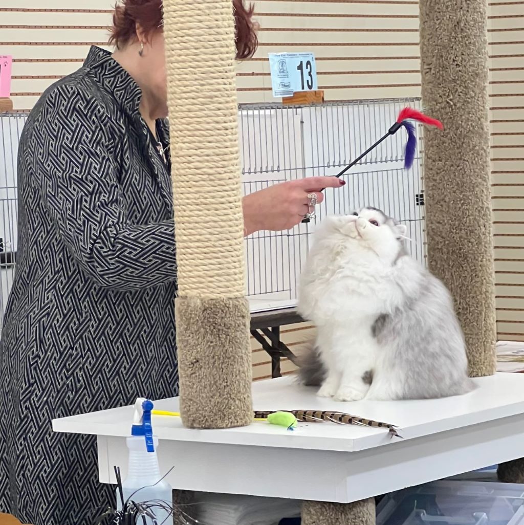 A fluffy white and gray cat sits on a white pedestal, while a woman waves a wand with blue and red feathers over its face. 