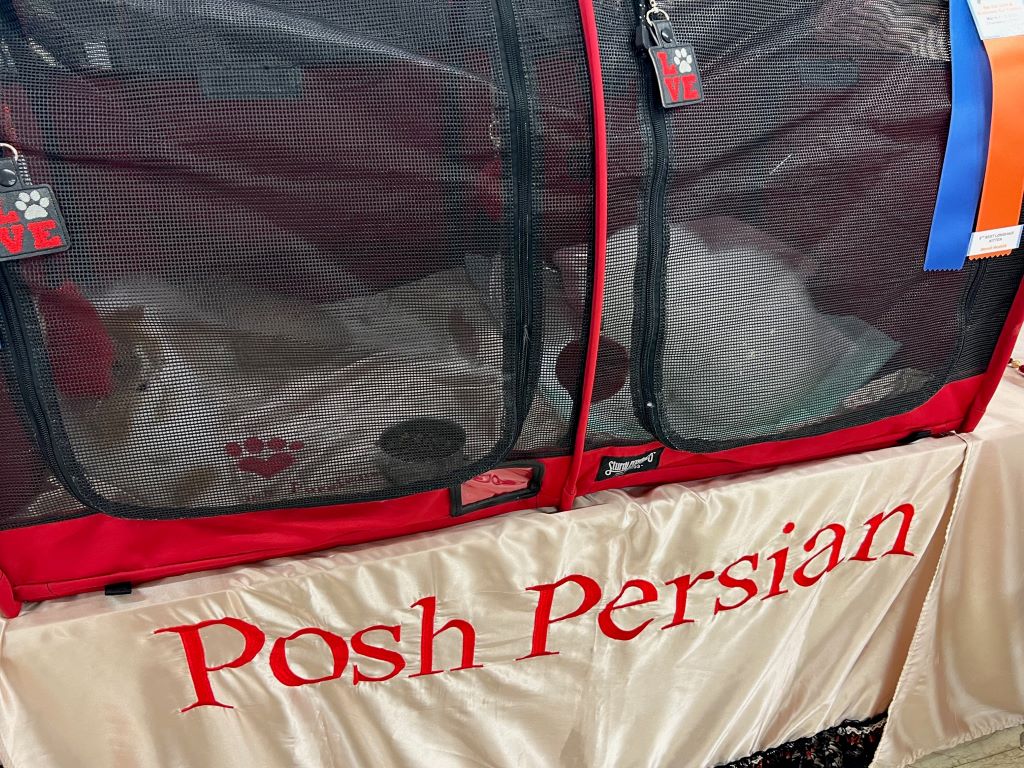 A long cat enclosure with mesh sides sits on a table with a gold tablecloth that says Posh Persian in red lettering. There are two fluffy cats curled up inside.