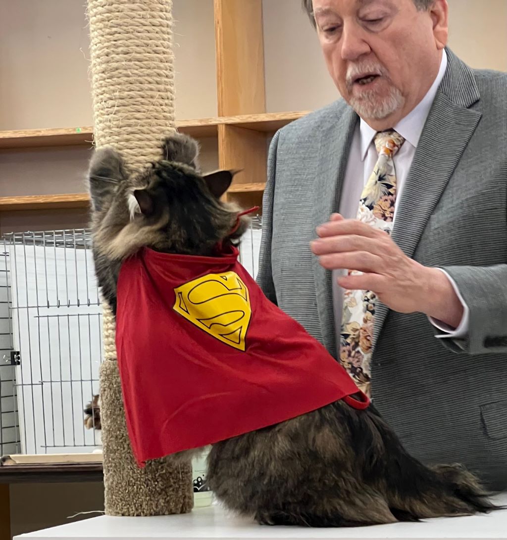 A fluffy brown cat is wearing a red Superman cape and is on its hind legs, scratching on a post. A man in a gray suit jacket is behind it, gesturing.