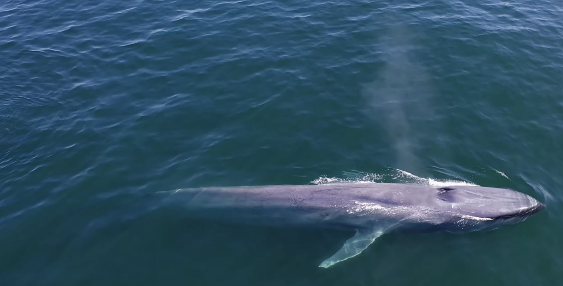 A blue whale in the ocean photographed from above. The whale has come to the surface and is expelling water from it's blowhole.