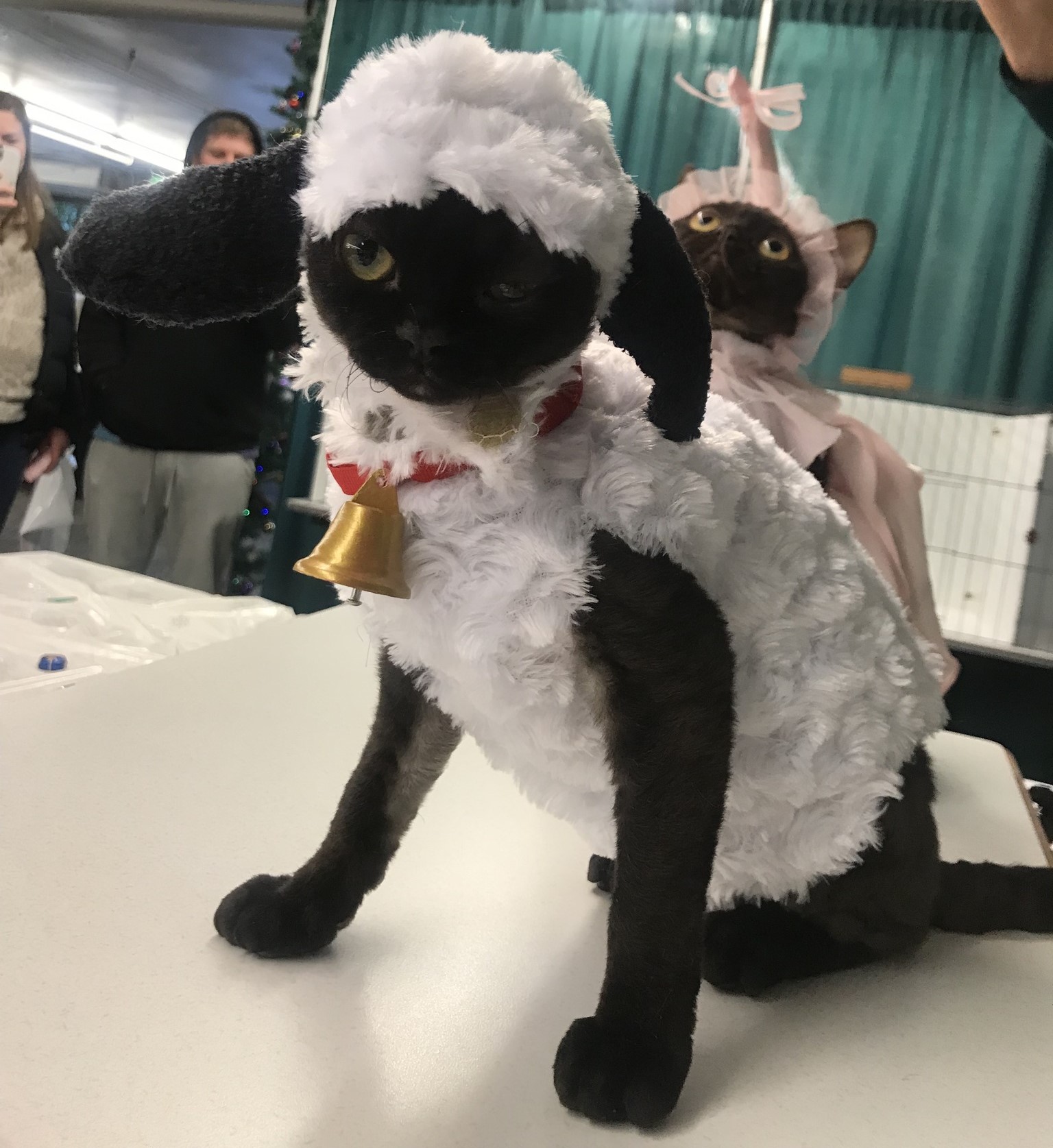 A black cat is dressed in a white sheep costume, with a gold bell around its neck. It is sitting on a white table.