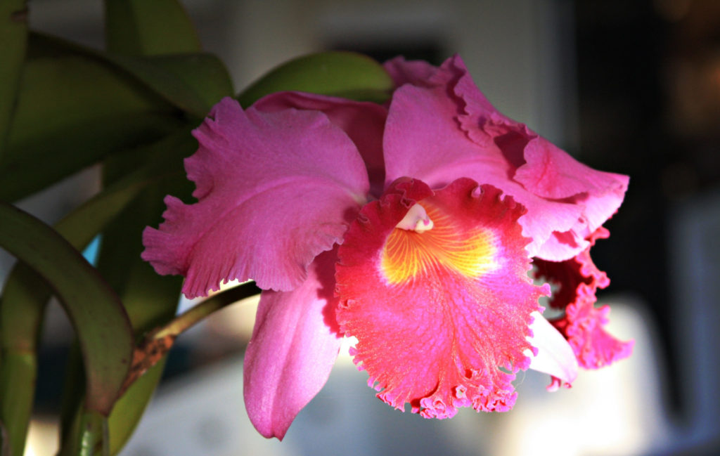The flower of a bright pink orchid is pictured in a closely cropped photo. Inside the center petal is a little bit of yellow. The green leaves are slightly out of focus behind the pink bloom. 