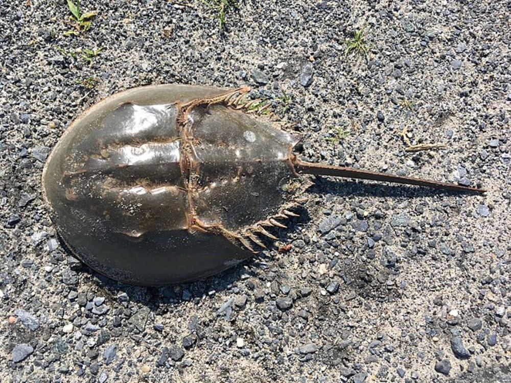 A large brown horseshoe crab with a hard exoskeleton and spiky tail sits on a gravelly surface.