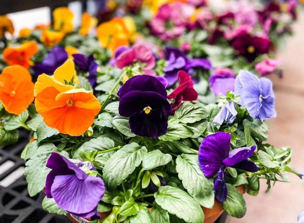 Close up of potted pansies, that are various shades of purple, orange, and red, with green leaves. 