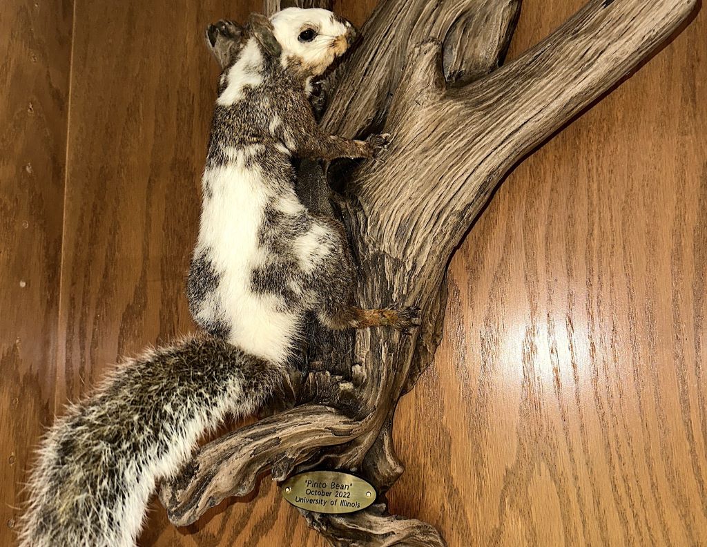 A squirrel with gray and white patchwork fur is mounted on a varnished tree branch and hanging on a wood wall.