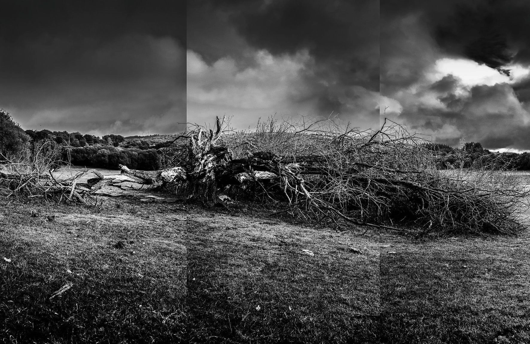 A black and white photograph from the Shadow and Light Project. It is a single image fragmented into three sections, showing a large dead tree on the ground with an ominous sky.