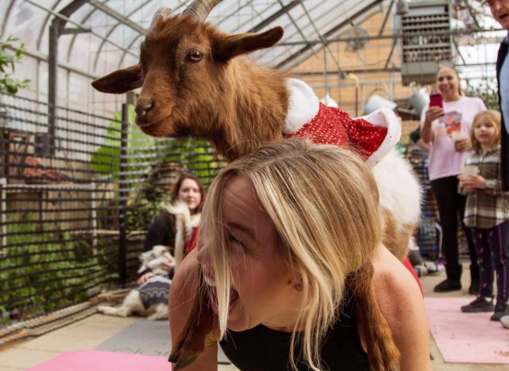 Yoga, baby goats, and beer at Riggs Brewery