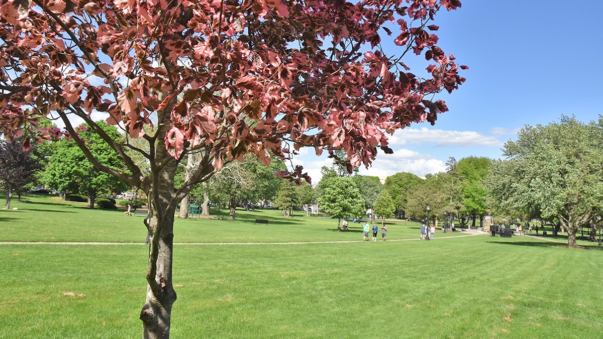 A tree with pinkish leaves in the foreground, and the lush green grass of a park behind it.