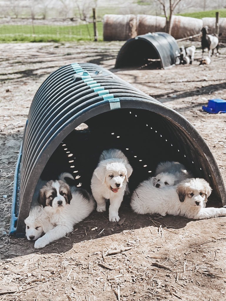 The pictures shows five white puppies with black markings. They are laying in the dirt under a small arched tunnel. The puppy in the middle is standing. The two on the right and left are laying together there are goats in the background.  