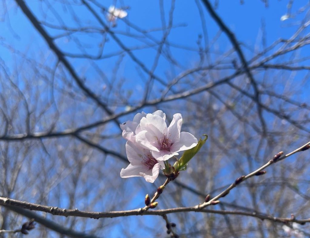 A close of up of a light pink flower on a bare branch of a tree. There is blue sky in the background.