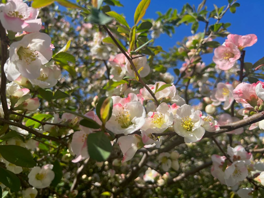 Close up of a flowering bush with light pink and white flowers and small green leaves.