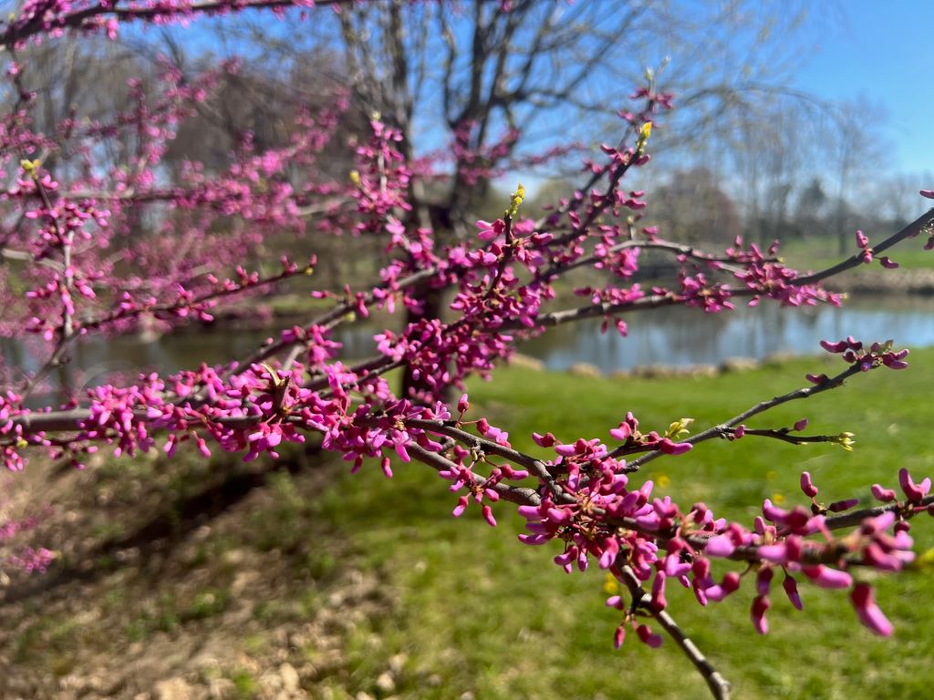 Close up of a flowering tree with small bright pink petals on its branches. In the background there is a grassy area and a pond.