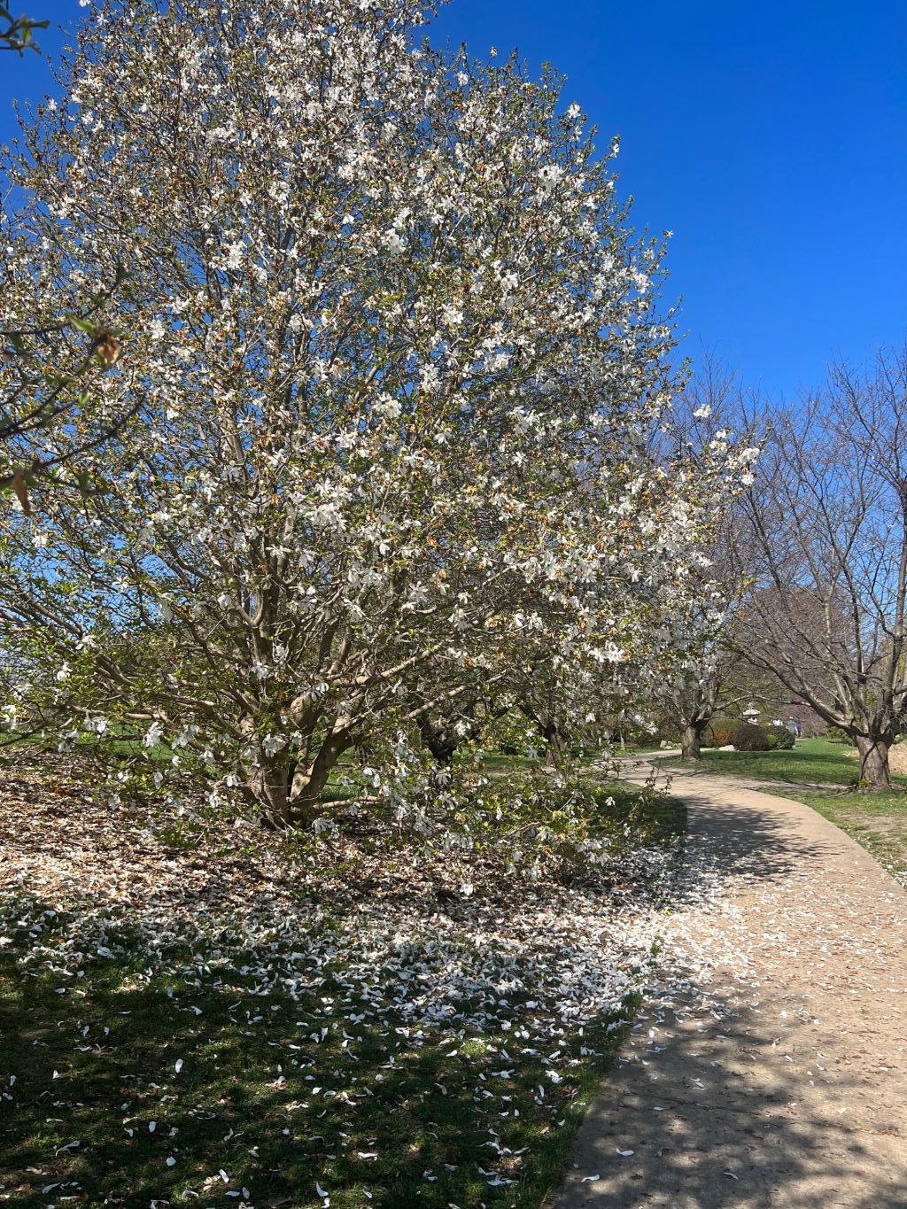 A large flowering tree with white petals. There are white petals scattered around the base of the tree, and a path that runs alongside it.