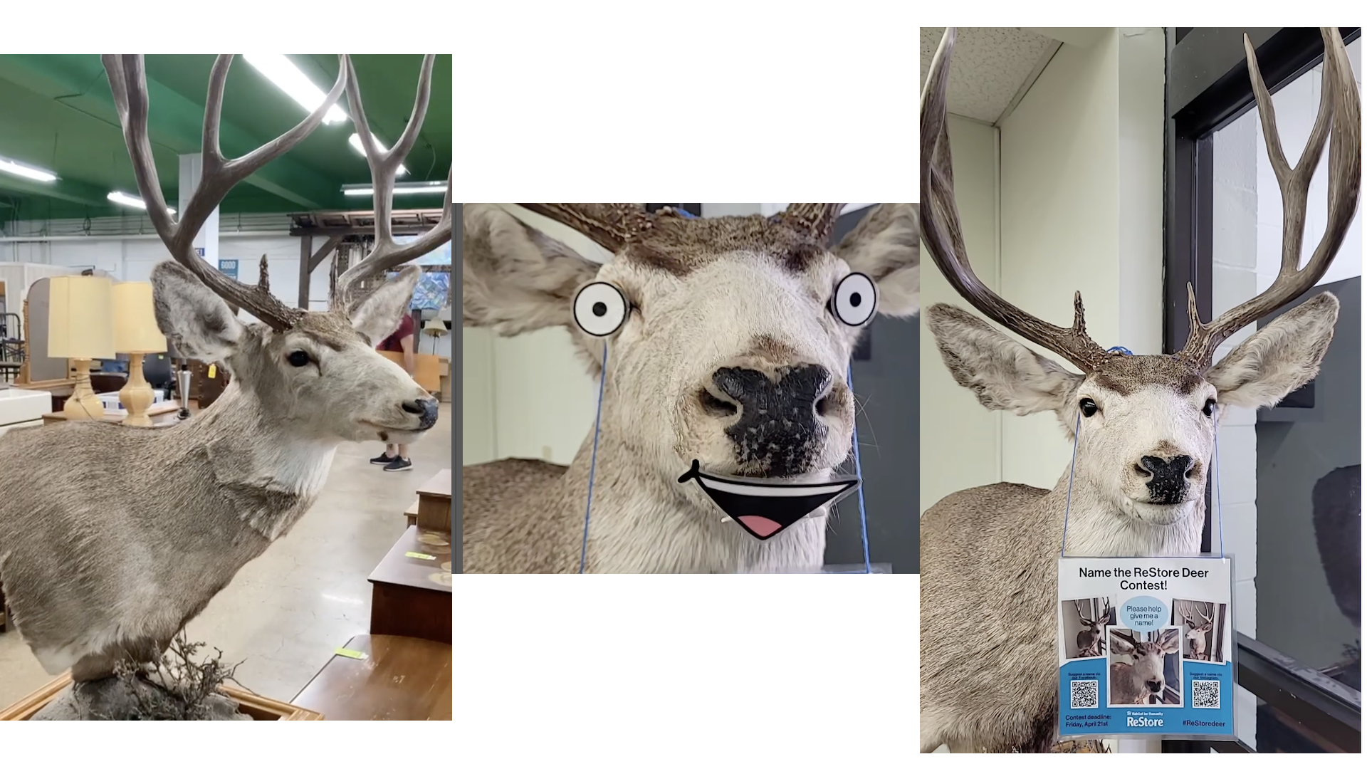 Three images of a mounted deer head: on the left, viewed from the side. In the center, viewed from the front, but decorated with fake eyes and a fake mouth; on the right, viewed from the front but wearing a tag that says name the deer contest.