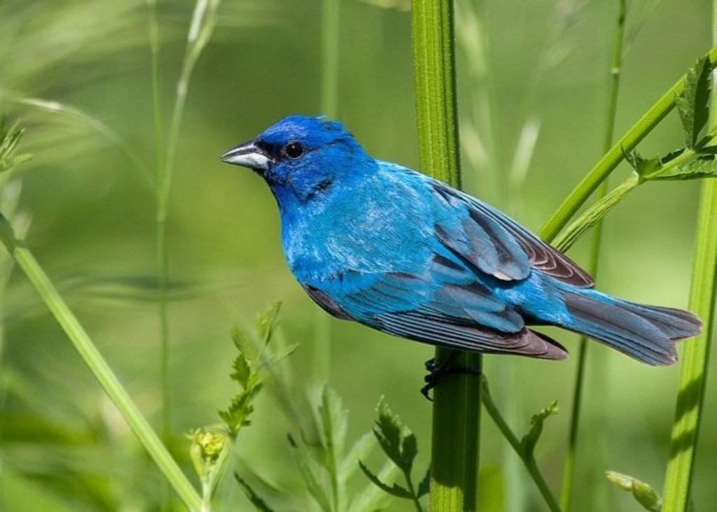 A close up photo of an Indigo Bunting bird perched on a large plant stem. The bird has bright blue feathers, black eyes, and a silver and black beak. He is beautiful against a blurred green background.