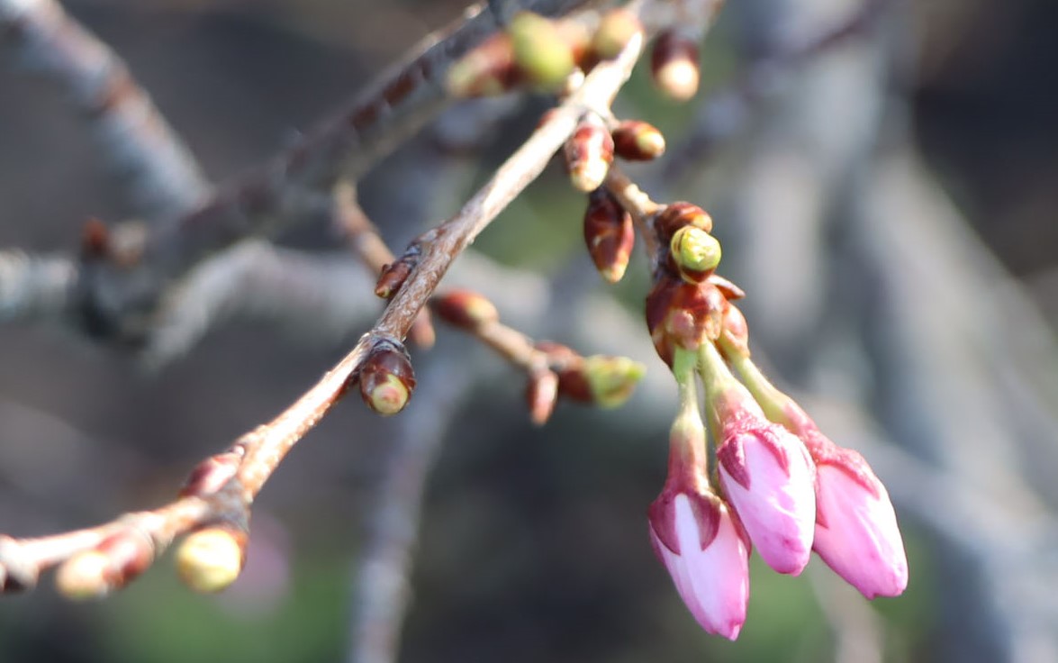 A close up of a branch with several buds. A few of the buds have pink petals starting to emerge.