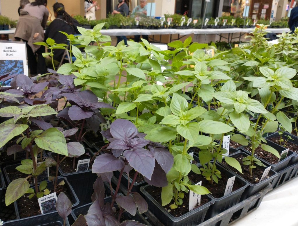 A photo of different varieties of basil seedlings for sale. They are displayed on a large, white table. The basil is mostly green, but there are some purple varieties. 