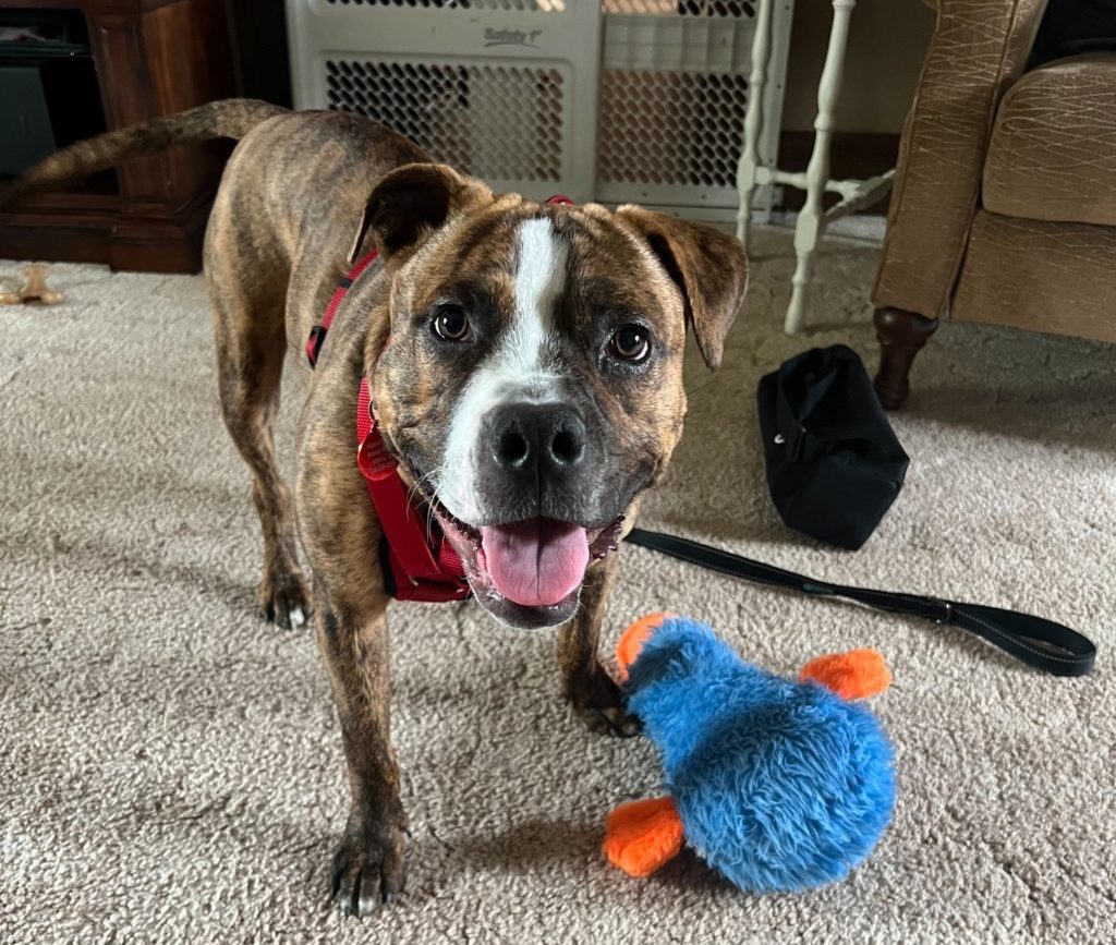 A brindle pit bull mix dog is standing in a living room staring into the camera. His mouth is open as if he is smiling. He has a white mark on his muzzle and up the middle of his face. He wears a red harness and there is a blue and orange toy on the floor next to him. 
