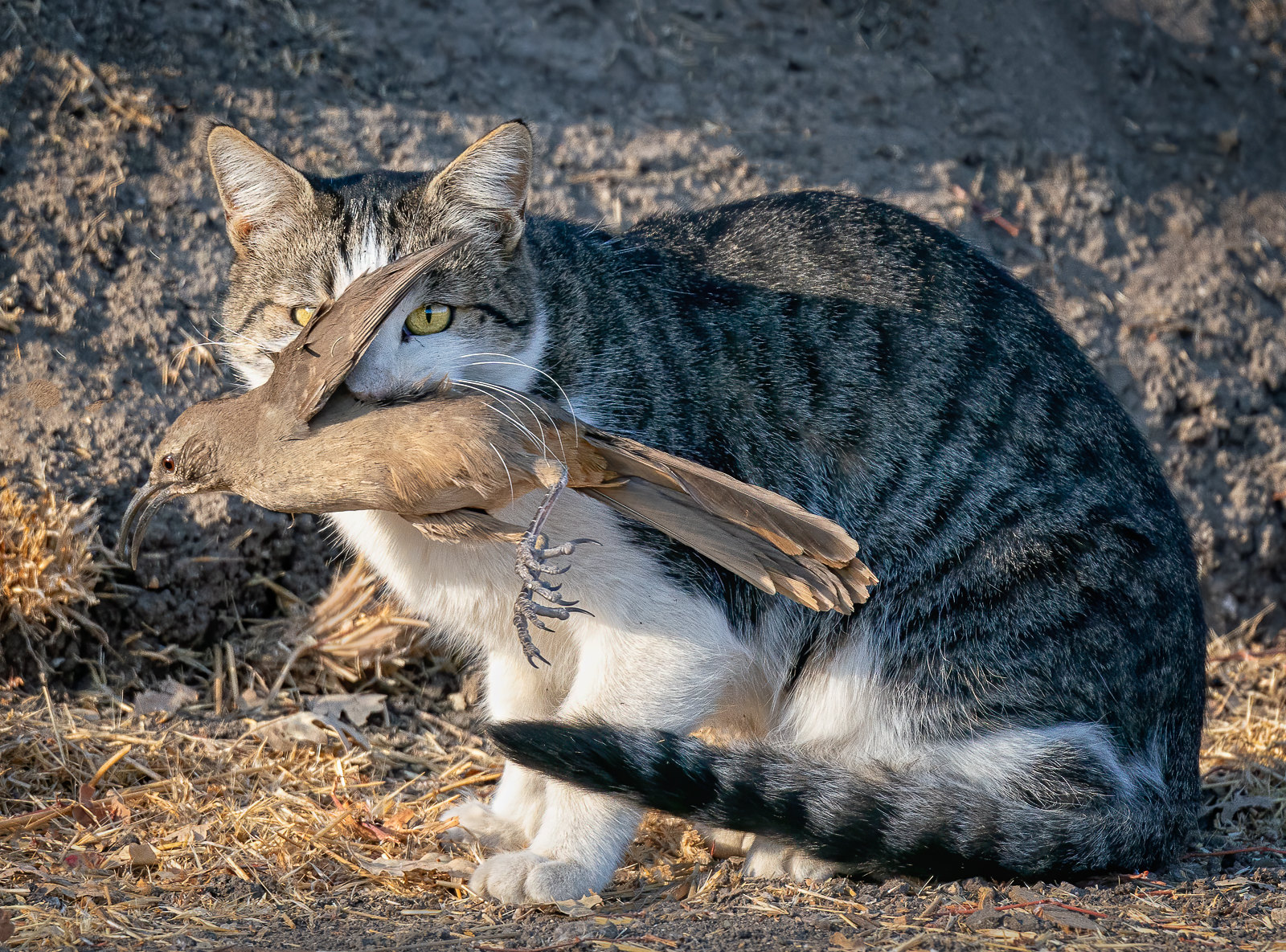 Photo featuring a tabby cat with a dead bird in it's mouth. Background is browed grass and dirt.