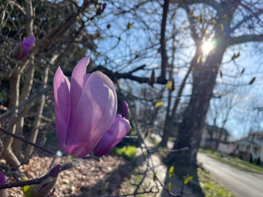 a single magnolia flower blooms in the bottom left corner of the image. in the background the sun is shining through tall brown trees with small leaves