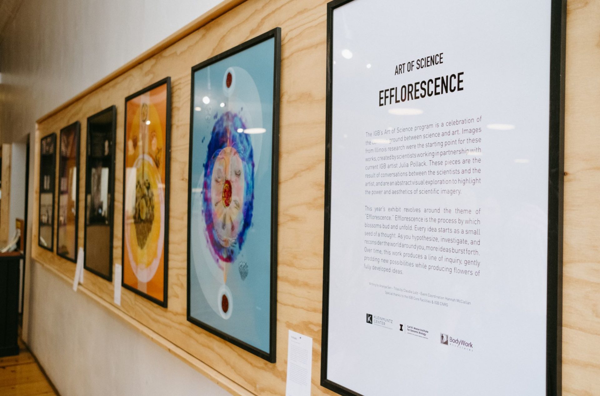 A row of brightly colored framed images hang on a wooden backdrop on a white wall. In the foreground is a framed description of the display with a white background and black type. It says The Art of Science: Efflorescence at the top.