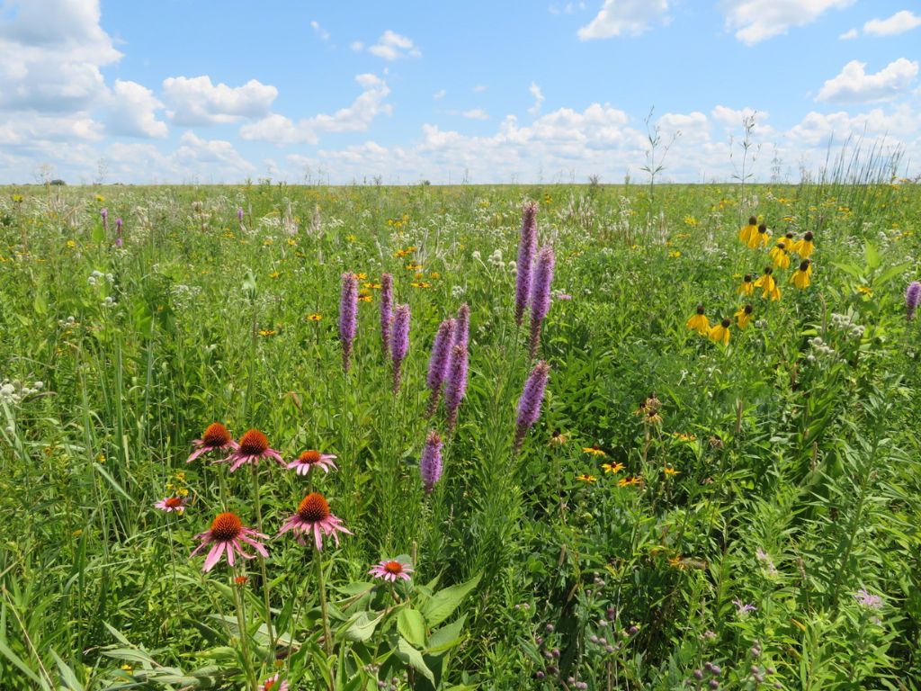 an image of a prairie field on a sunny day. There are blooming flowers and green grass taking up two thirds of the image and blue sky with fluffy white clouds in the top one third of the image.