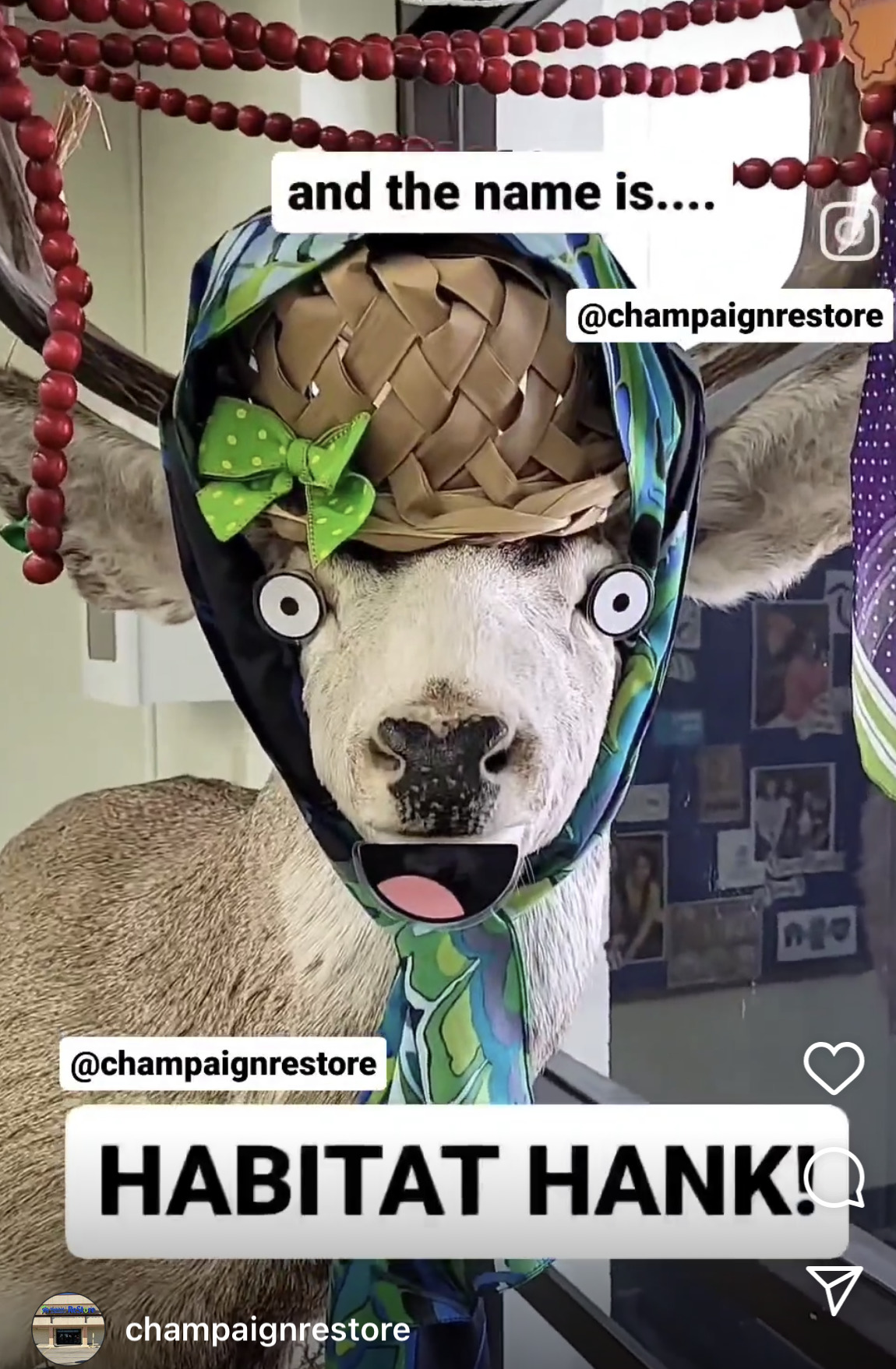 Screenshot of an Instagram Reel from @ChampaignRestore. The image shows a mounted deer head decorated with fake cutout eyes, a fake cutout smile, a basket and bow on the head to look like a hat, and other decorative paraphernalia hanging from the antlers. Text reads "and the name is... Habitat Hank"
