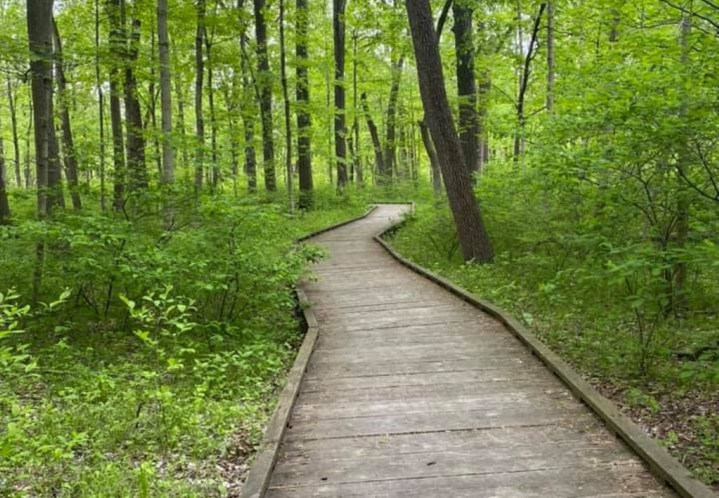 A planked path winds through the woods, with tall trees and green leafy foliage on either side.