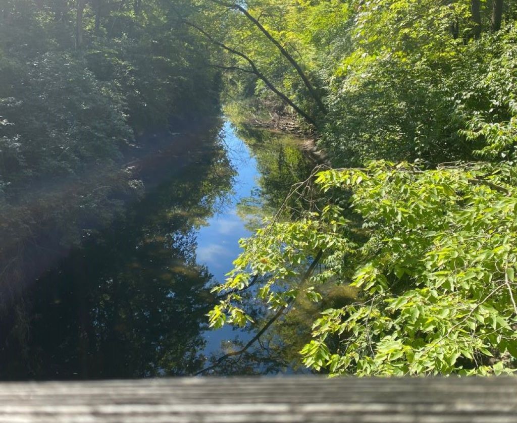 View of a creek surrounded by leafy green trees from a wooden bridge. The railing of the bridge is in the foreground.