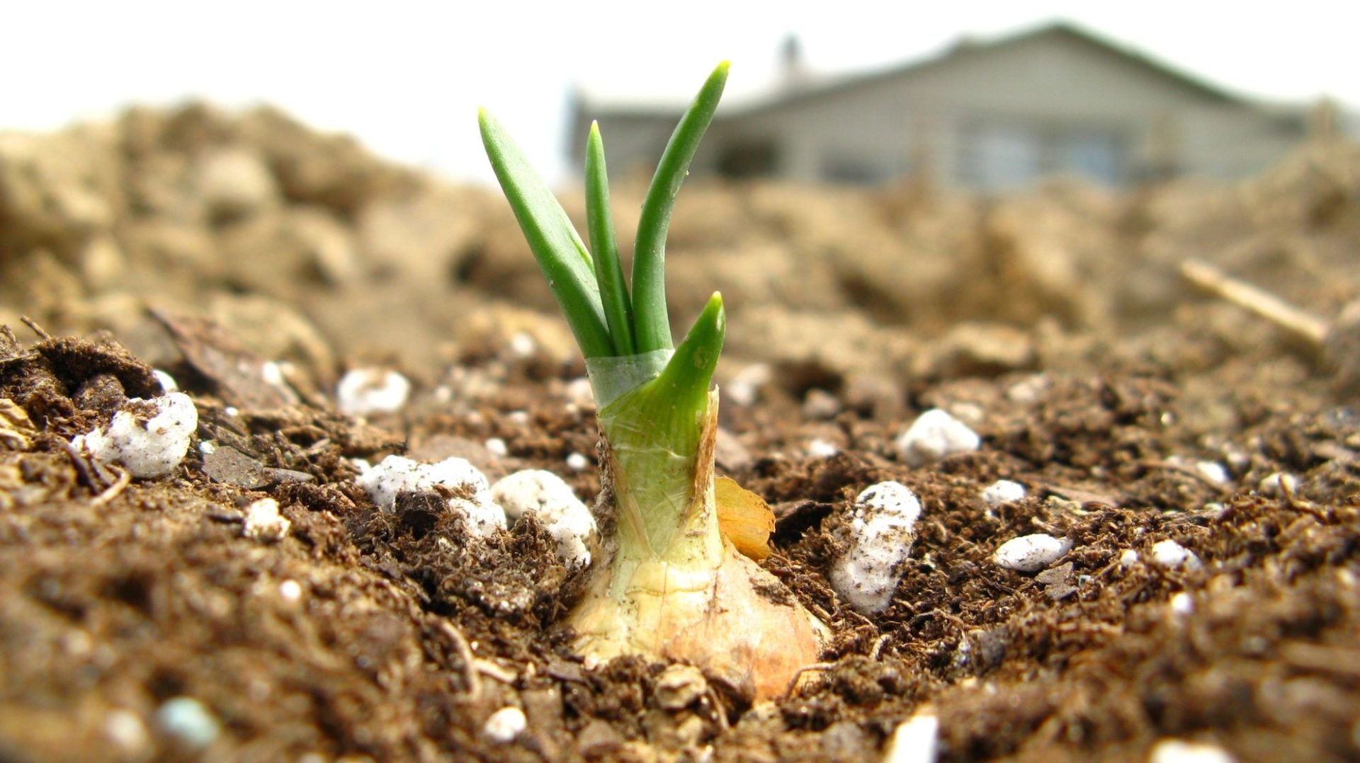 A close up of an onion peeking out of the dirt.