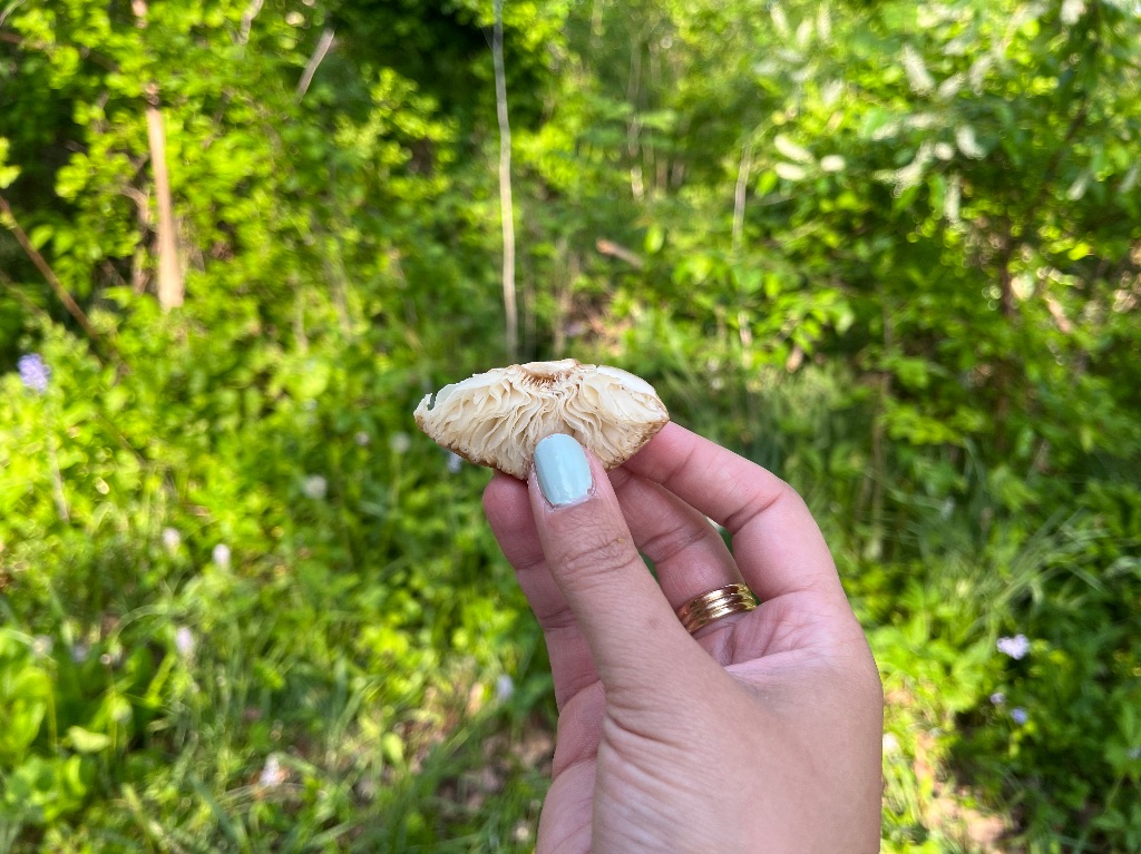 a hand with light blue nails and a gold ring holds a piece of white mushroom in front of a green forest path. 