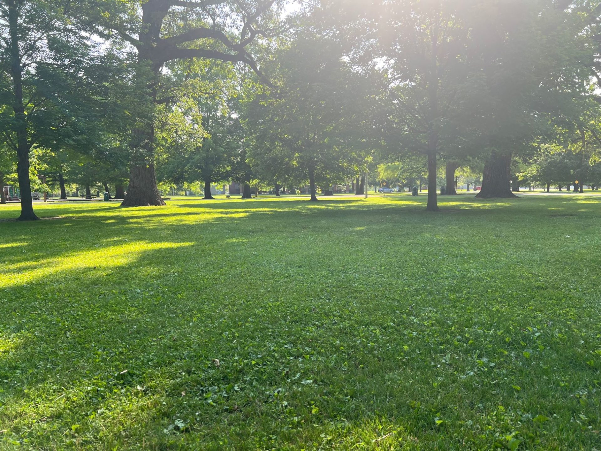 A large grassy area with patches of sunlight on it. On the other side of the open area are several mature trees with green leaves.