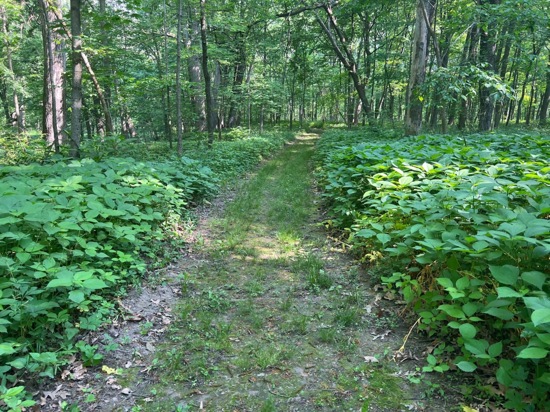 A dirt path with moss growing cuts through the woods. There are leafy plants on either side of it, and tall thin trees in the distance.