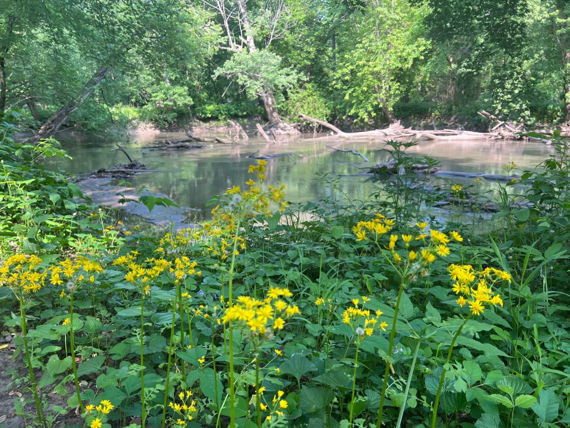 A bunch of yellow wildflowers are the the foreground, and a river with several logs in it is behind. The other bank is lined with green leafy trees.