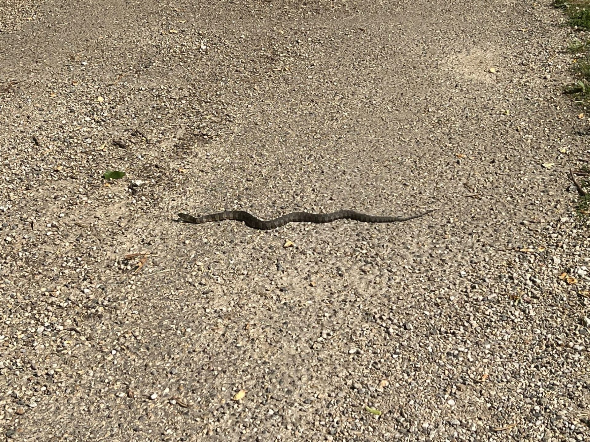 Close up of a small brown snake on a paved path.