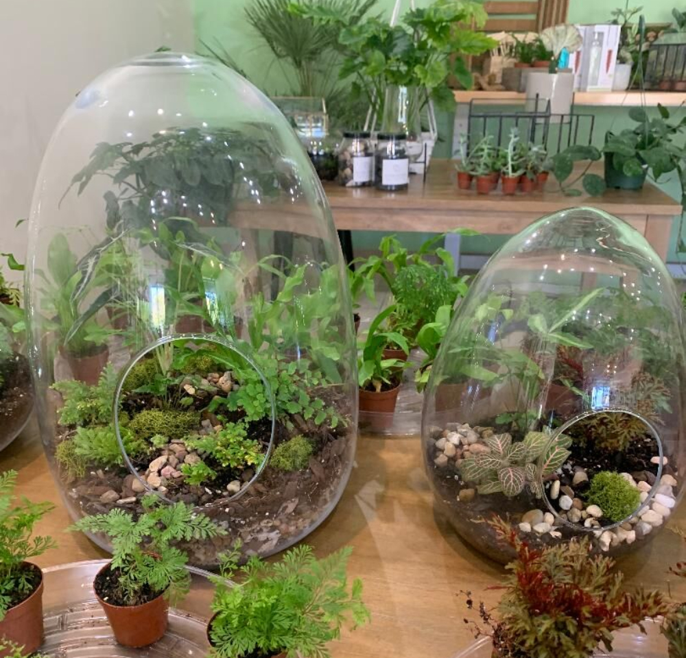 Two glass terrariums are on a wood table with many small plants surrounding them.