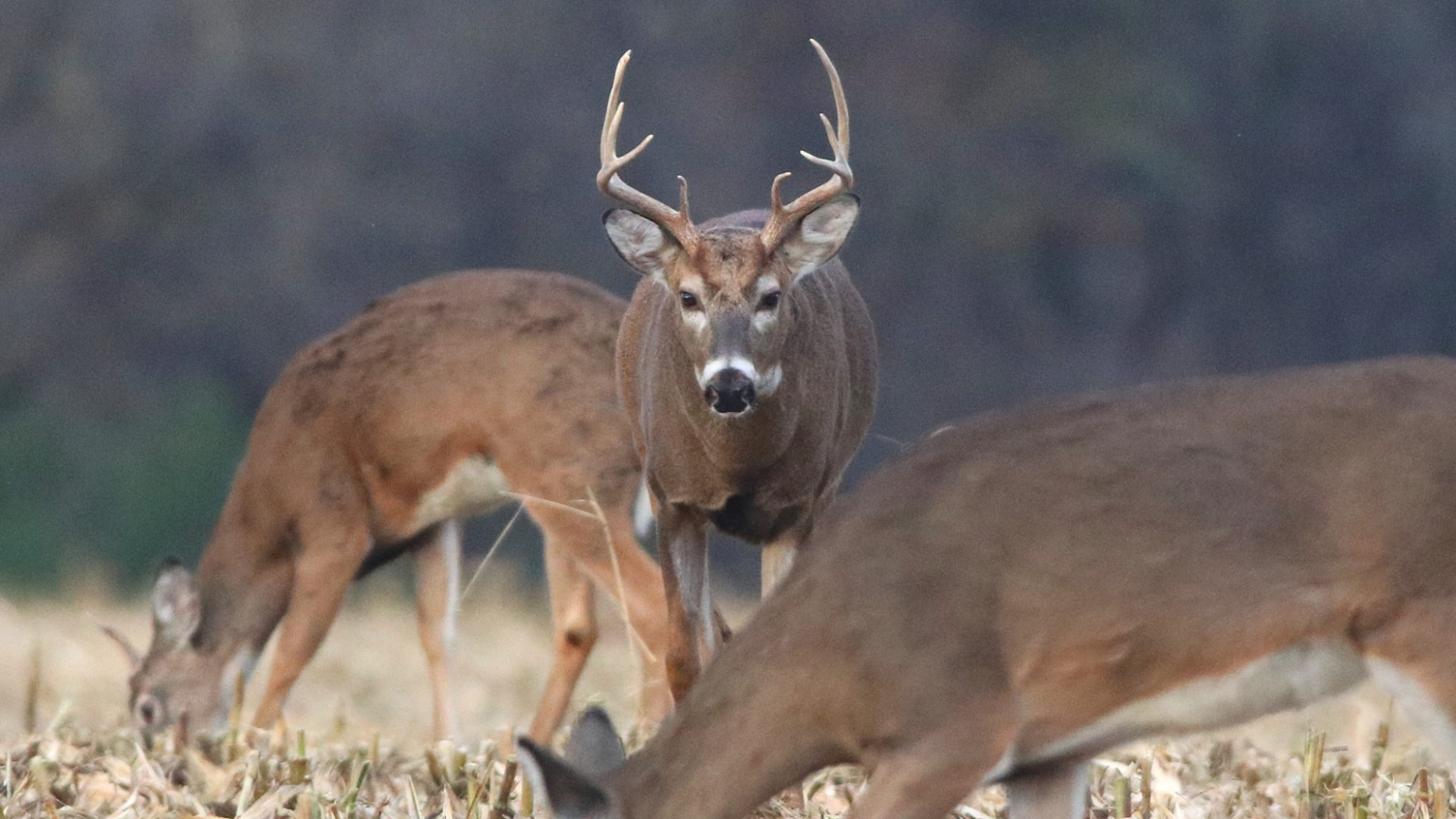 Three deer are grazing in a field. Two have their heads down. One deer, a male with large antlers, stares directly into the camera.