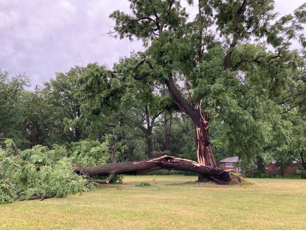 A large tree is damaged from a storm, split down the middle. One half is upright, the other is on the ground in an open area.