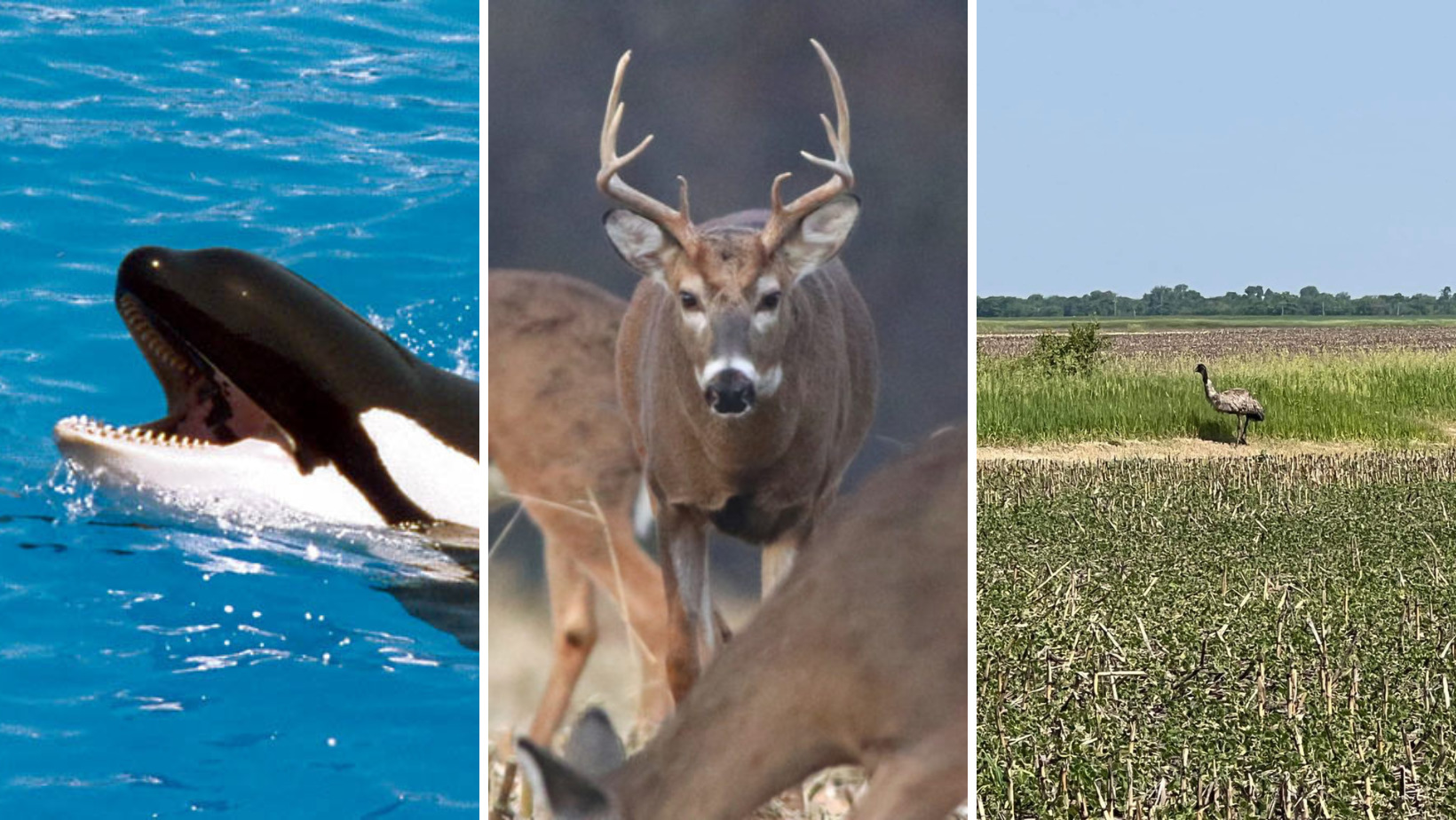 Three side by side images: a black and white orca coming out the water, an antlered deer starting straight at the camera, and an emu in the distance, alongside a cornfield.