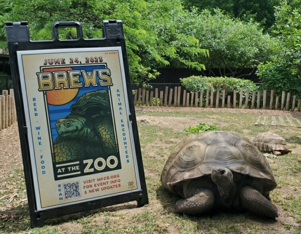 A large tortoise is sitting in a grassy area near a tented sign that says Brews at the Zoo, with an illustration of a tortoise.